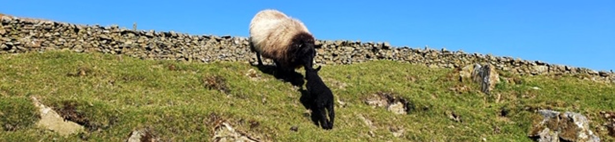 Ewe and Lamb