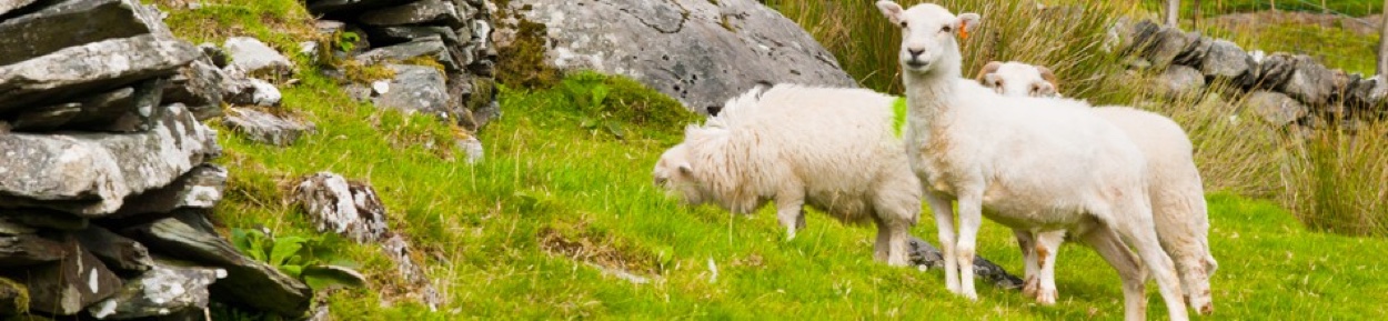 Lambs