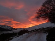 Shepherd's delight