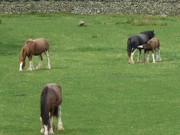 Horses grazing