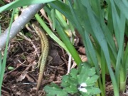 Wee lizard enjoying the sunshine